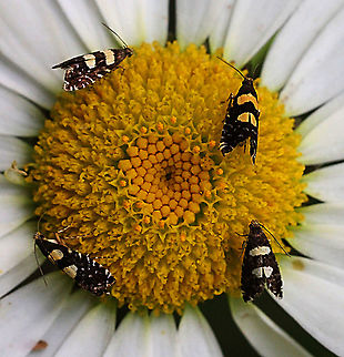 Macro moth species possibly genus Glyphipterix chrysoplanetis Looks like two pairs. Australia ew,Eamw moth,Glyphipterix chrysoplanetis,Glyphipterix ew,Jan 2016,Vic Aust,adult moth
