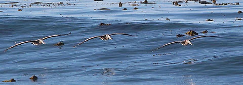 Brown pelican - Pelecanus occidentalis Gliding along the coast near San Simeon USA Brown pelican,Geotagged,Pelecanus occidentalis,United States