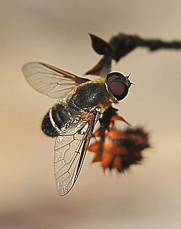 Villa Bee Flu Genus - Villa. Species not identified Appox 10 to 12 mm long Australia,Geotagged,Summer