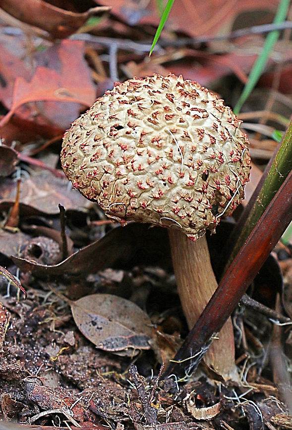 Boletellus ananaeceps  Australia,Boletellus ananaeceps,Geotagged,Summer