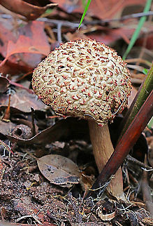 Boletellus ananaeceps  Australia,Boletellus ananaeceps,Geotagged,Summer