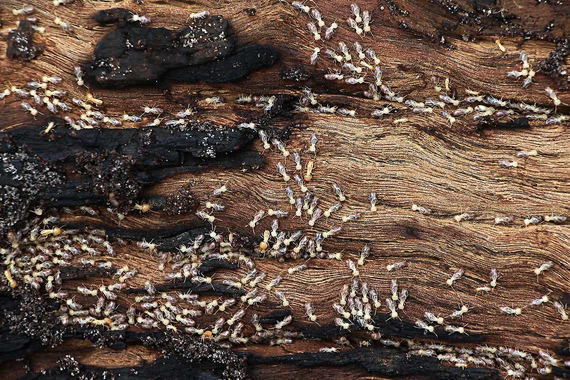Unidentified species of termites Found under the bark of a eucalyptus tree Australia,Geotagged,Summer