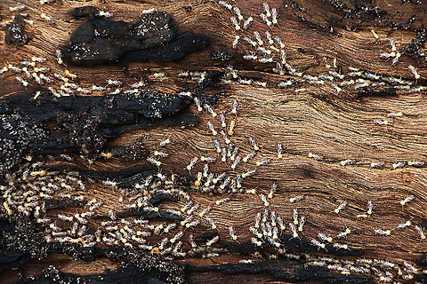 Unidentified species of termites Found under the bark of a eucalyptus tree Australia,Geotagged,Summer