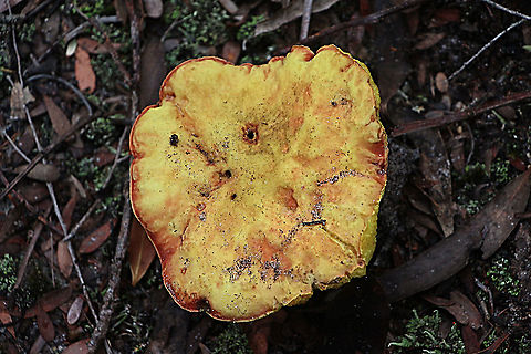 Boletus ovalisporus Cap about 70 mm.  Australia,Boletus ovalisporus,Geotagged,Summer
