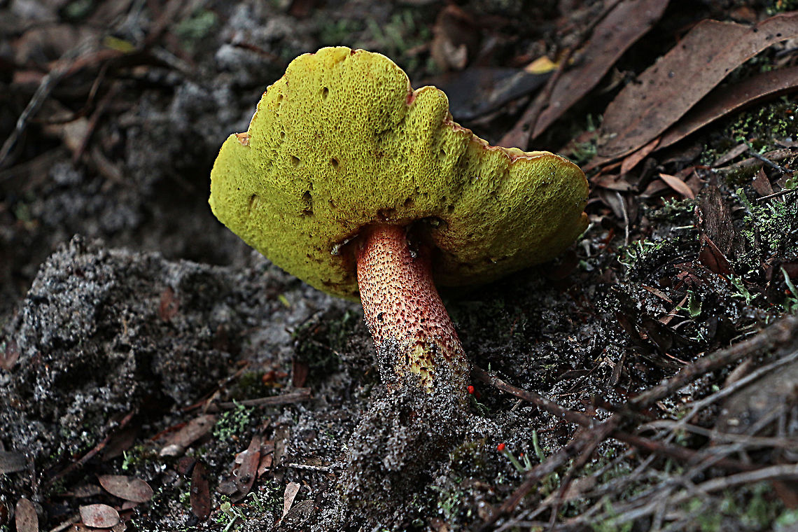 Boletus ovalisporus Underside exposing pores which turn blue if damaged. Australia,Boletus ovalisporus,Geotagged,Summer