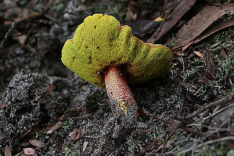 Boletus ovalisporus Underside exposing pores which turn blue if damaged. Australia,Boletus ovalisporus,Geotagged,Summer