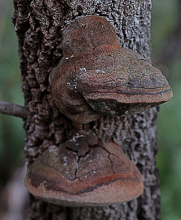Fomes fomentarius  Australia,Fomes fomentarius,Geotagged,Summer