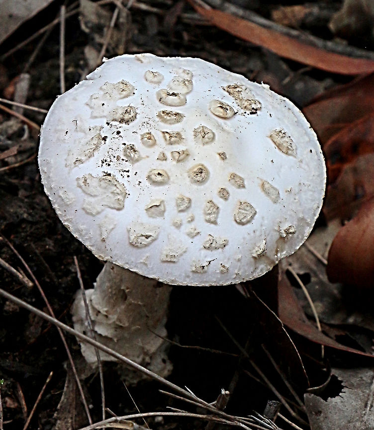 Amanita sp.  Australia,Geotagged,Summer