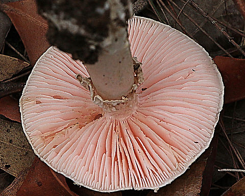Amanita sp. gill formation  Australia,Geotagged,Summer