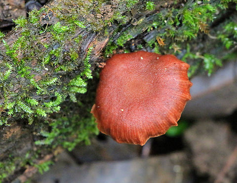 Scurfy twiglet - Tubaria furfuracea Depressed cap , approx 40mm Australia,Geotagged,Scurfy twiglet,Summer,Tubaria furfuracea