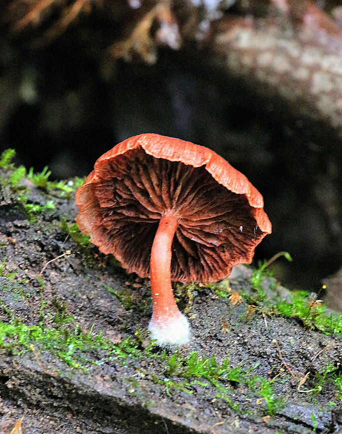 Scurfy Twiglet - Tubaria furfuracea Cap 40 mm , gills same colour then cap, saprotrophic on decaying hardwood Australia,Geotagged,Scurfy twiglet,Summer,Tubaria furfuracea