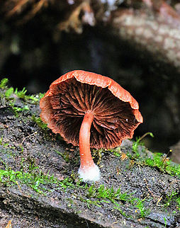 Scurfy Twiglet - Tubaria furfuracea Cap 40 mm , gills same colour then cap, saprotrophic on decaying hardwood Australia,Geotagged,Scurfy twiglet,Summer,Tubaria furfuracea
