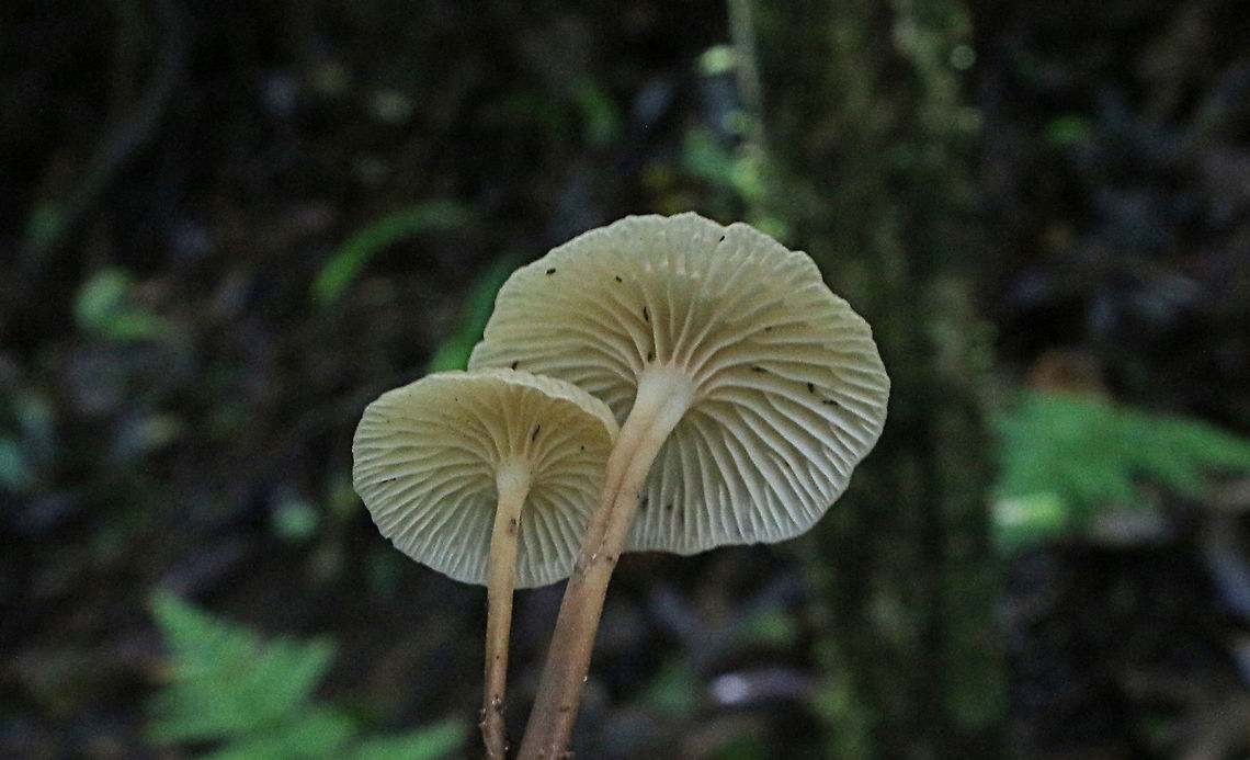 Genus - Mycena 30 mm cap, 60 mm stipe Australia,Geotagged,Summer