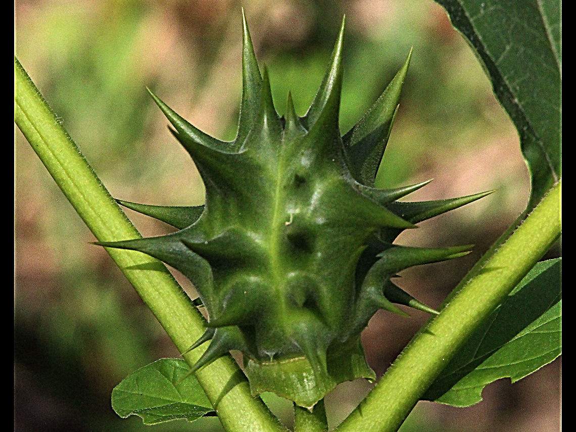Jimsonweed - Datura stramonium Not a nice plant for your garden . It is a pest plant in Australia but this is the only one I ever found in 50 years. The info on this plant is fascinating to read. Australia,Datura stramonium,Fall,Geotagged,Jimsonweed