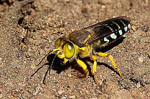 Yellow Sand Wasp - Bembix palmata Australia,Bembix palmata,Geotagged,Summer,Yellow sand wasp