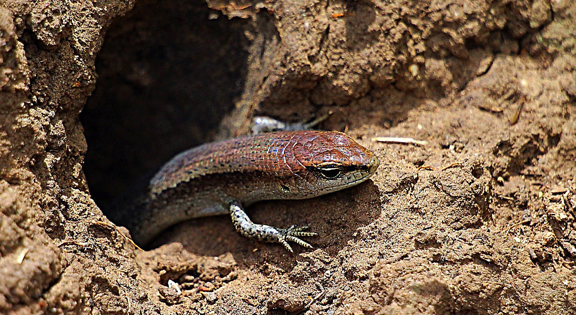 Eastern water skink - Eulamprus quoyii Just got out of bed and now want to warm up . Australia,Eastern Water Skink,Eulamprus quoyii,Geotagged