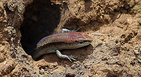 Eastern water skink - Eulamprus quoyii Just got out of bed and now want to warm up . Australia,Eastern Water Skink,Eulamprus quoyii,Geotagged