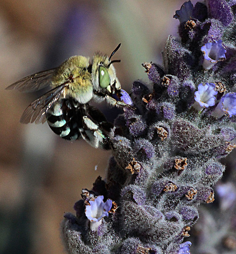 Blue banded bee - Amegilla cingulata Feeding on lavender flowers Amegilla cingulata,Australia,Blue banded bee,Geotagged,Spring