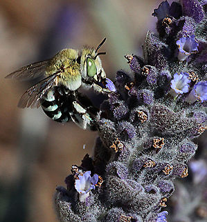 Blue banded bee - Amegilla cingulata Feeding on lavender flowers Amegilla cingulata,Australia,Blue banded bee,Geotagged,Spring