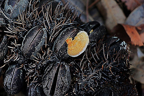 False turkey-tail.  Stereum ostrea Growing out of a banksia seed cones. It is only 20 mm wide Australia,False turkey-tail,Geotagged,Stereum ostrea,Summer
