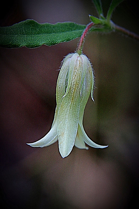 Apple Berry - Billafdiera scandens  Apple berry,Australia,Billardiera scandens,Geotagged,Summer