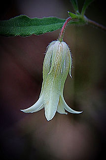 Apple Berry - Billafdiera scandens  Apple berry,Australia,Billardiera scandens,Geotagged,Summer
