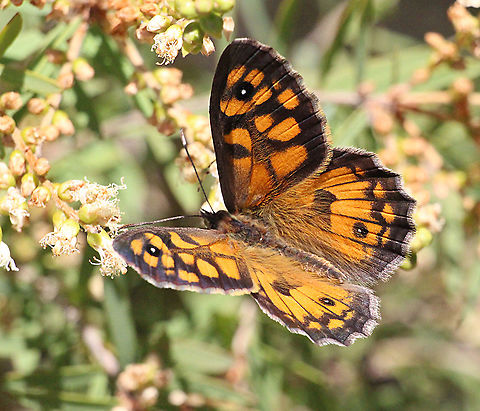 Common brown - Heteronyha merope Upper side of male . Australia,Eamw butterflies,Geotagged,Heteronympha merope,Spring
