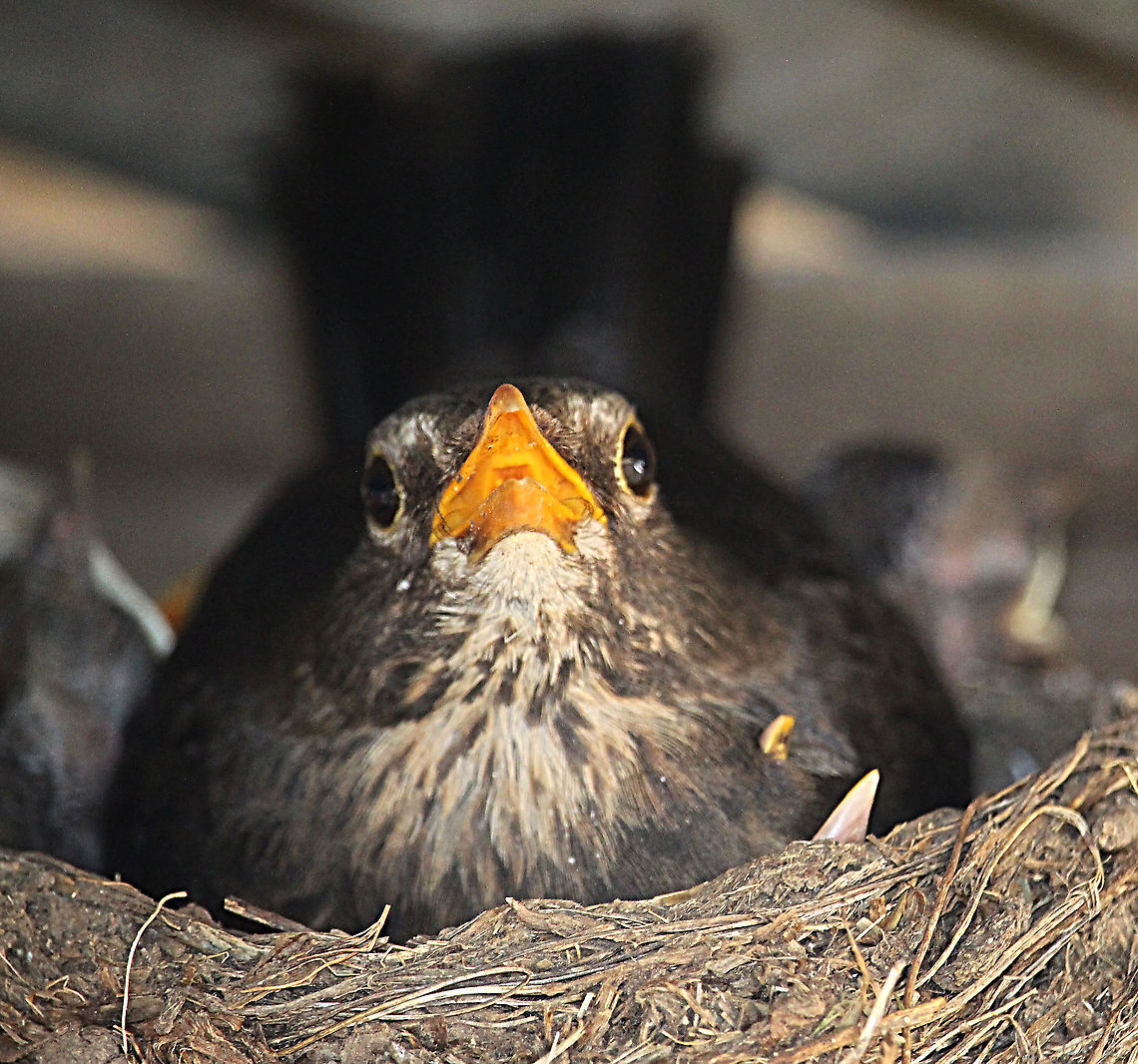 Common blackbird - Turdus merula Female on Nest with young. Australia,Common Blackbird,Geotagged,Spring,Turdus merula
