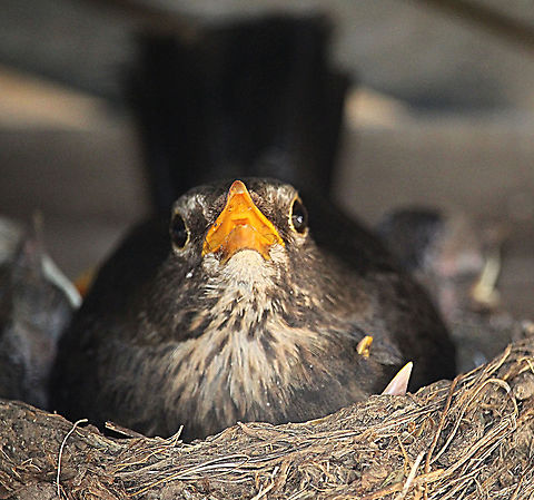Common blackbird - Turdus merula Female on Nest with young. Australia,Common Blackbird,Geotagged,Spring,Turdus merula