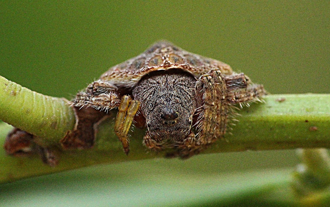 wrap-around spider - Dolophnes pilosa  Australia,Dolophnes pilosa,Eamw spiders,Geotagged,Summer