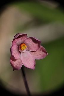 Salmon sun orchid - Thelymitra ruba  Australia,Geotagged,Salmon sun orchid,Spring,Thelymitra rubra