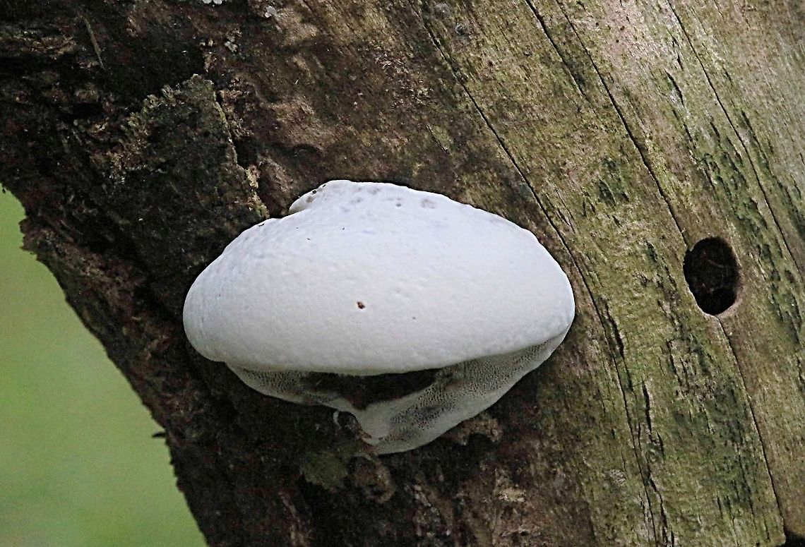 Laetiporus portentosus This image was taken on December 13. 2018 Australia,Geotagged,Laetiporus portentosis,Laetiporus portentosus,Spring