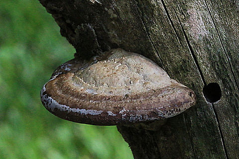 Laetiporus portentosus This image is 2 weeks later on January 1.2019  Australia,Geotagged,Laetiporus portentosis,Laetiporus portentosus,Summer