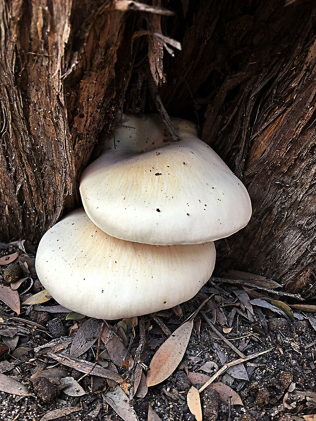 Pleurotus australis Growing on Leptospermum ( Tea tree)  Australia,Fall,Geotagged,Pleurotus australis