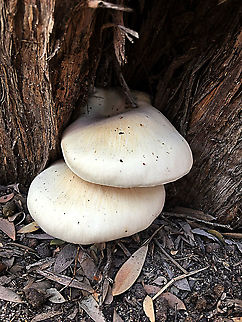 Pleurotus australis Growing on Leptospermum ( Tea tree)  Australia,Fall,Geotagged,Pleurotus australis