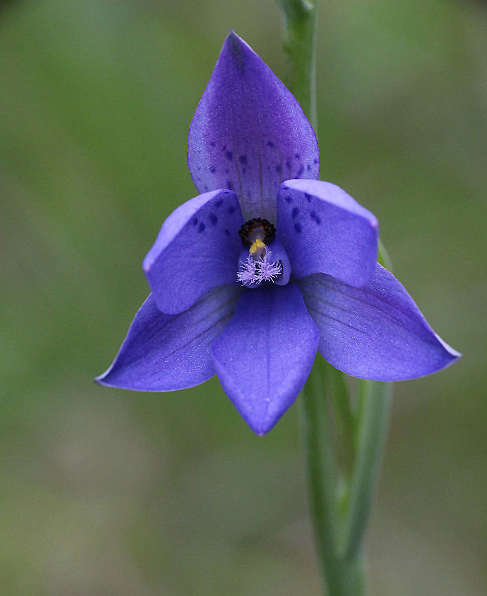 Spotted sun orchid - Thelymitra lxioides  Australia,Geotagged,Spotted sun orchid,Spring,Thelymitra ixioides