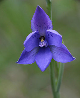 Spotted sun orchid - Thelymitra lxioides  Australia,Geotagged,Spotted sun orchid,Spring,Thelymitra ixioides