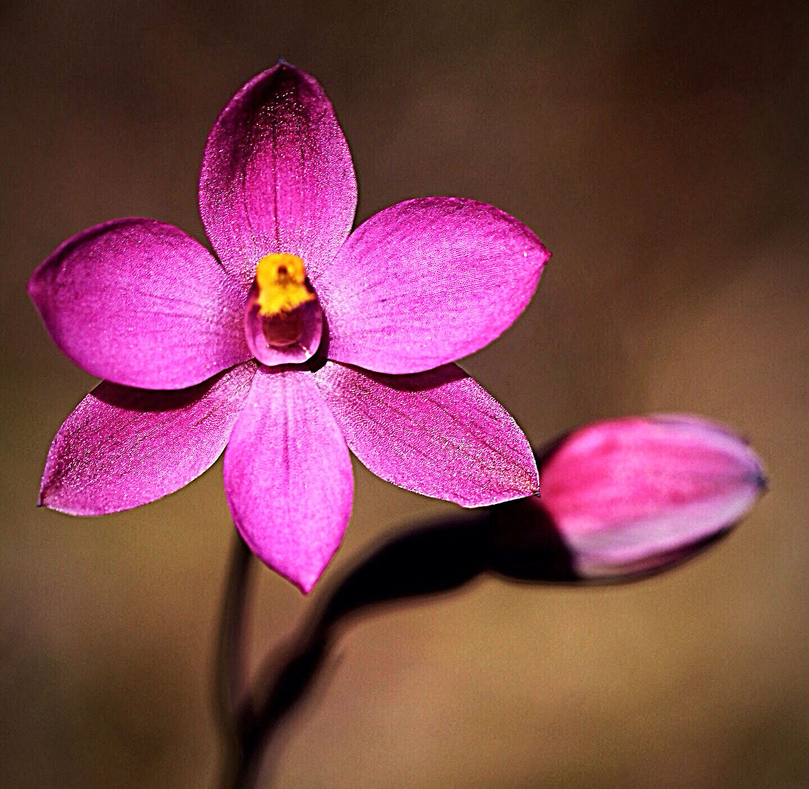 Red sun orchid - Thelymitra macmillianii  Australia,Geotagged,Red sun orchid,Thelymitra × macmillanii