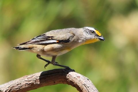 Striated Pardalote - Pardalotus striatus  Australia,Geotagged,Pardalotus striatus,Spring,Striated Pardalote