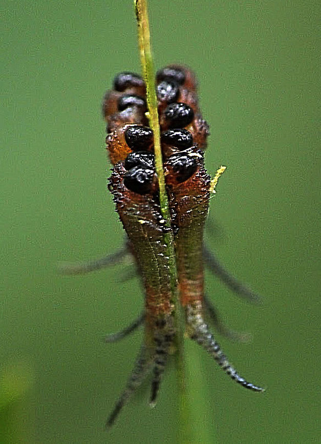 Unidentified species of sawfly larvae Feeding on a acacia leaf. Australia,Geotagged,Summer