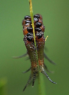 Unidentified species of sawfly larvae Feeding on a acacia leaf. Australia,Geotagged,Summer