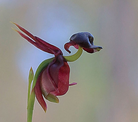 Flying Duck Orchid - Caleana Major  Australia,Caleana major,Eamw flora,Eamw orchids,Flying Duck Orchid,Geotagged,Langwarrin Reserve,Spring