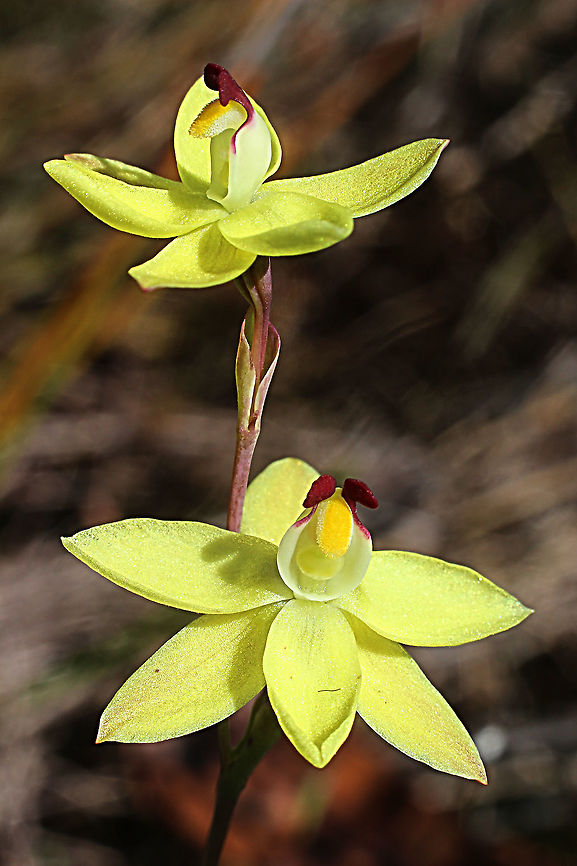 Rabbit- eared sun orchid - Thelymitra antennifera  Australia,Geotagged,Rabbit-eared sun orchid,Spring,Thelymitra antennifera