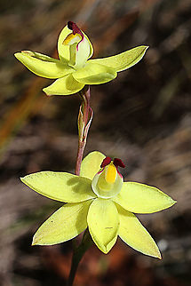 Rabbit- eared sun orchid - Thelymitra antennifera  Australia,Geotagged,Rabbit-eared sun orchid,Spring,Thelymitra antennifera