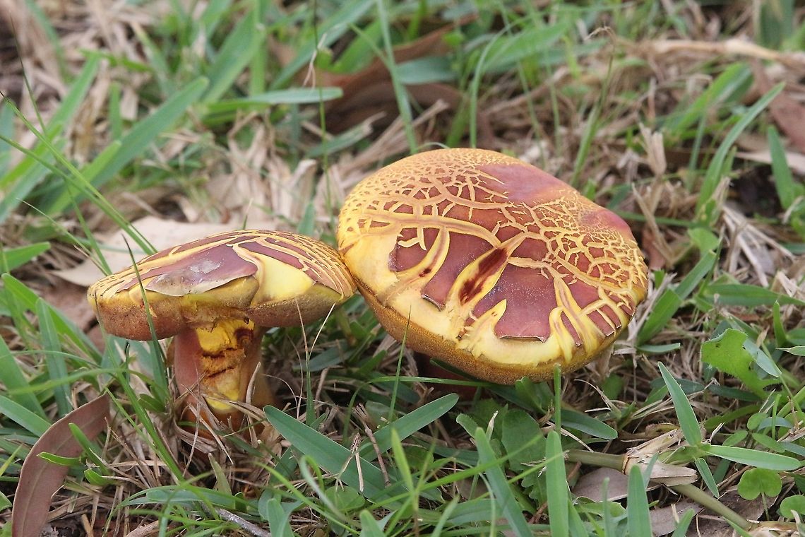 Boletus marginatus Mature specimen cap approx 150mm dia. Australia,Fall,Geotagged,Phlebopus marginatus