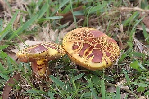 Boletus marginatus Mature specimen cap approx 150mm dia. Australia,Fall,Geotagged,Phlebopus marginatus