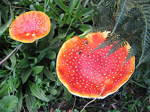 Fly agaric - Amanita muscaria  Amanita muscaria,Australia,Fly agaric,Geotagged