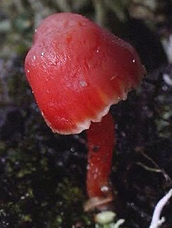 Vermilion waxcap - Hygrocybe miniata  Australia,Geotagged,Hygrocybe miniata,Vermilion waxcap