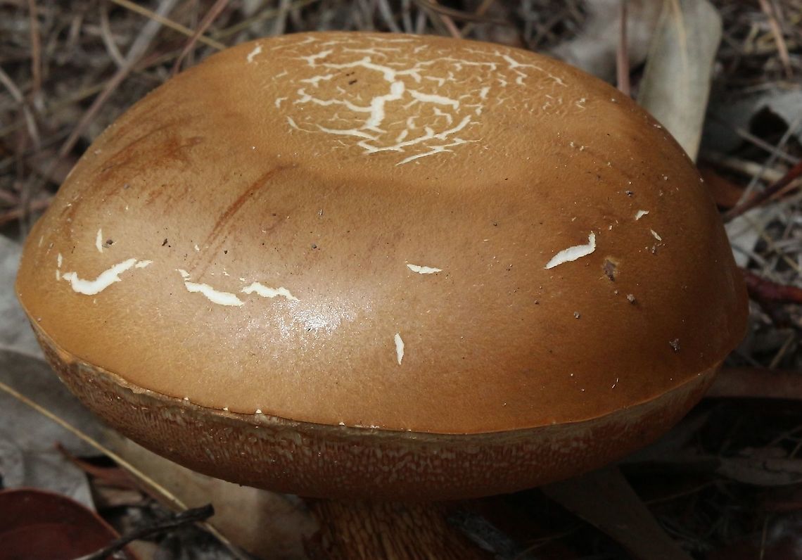 Lurid bolete - Suillellus luridus  Australia,Geotagged,Suillellus luridus,Summer