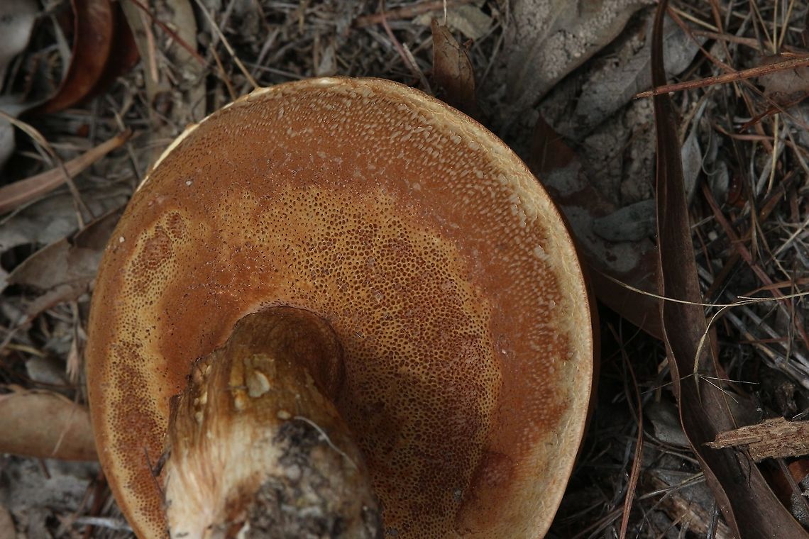 Suillellus luridus Image of pores. Australia,Geotagged,Suillellus luridus,Summer
